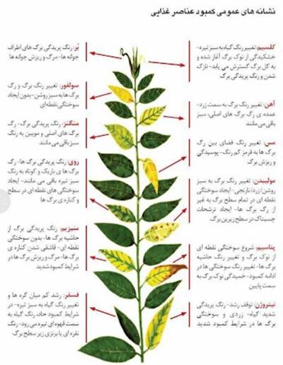 از چه کودی برای چه کاری در باغ یا مزرعه استفاده کنیم کاربرد کودهای کشاورزی